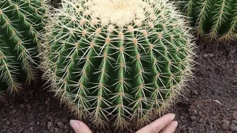 KAKTÜS NASIL YETİŞTİRİLİR?